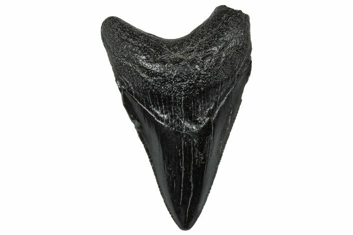 Serrated, Juvenile Megalodon Tooth - South Carolina #302148